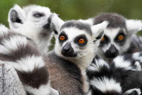 3 Lemuren auch Kattas genannt 