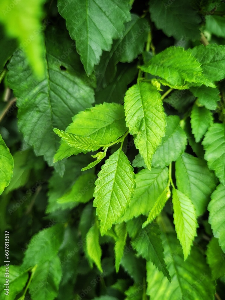 Close up of Green Leaves Background. Foliage backdrop. Fresh leaves. Nature Wallpaper. Spring Leaf background. Close up of Green Leaves Background. Foliage backdrop. Fresh leaves. Nature Wallpaper. Spring Leaf background.
