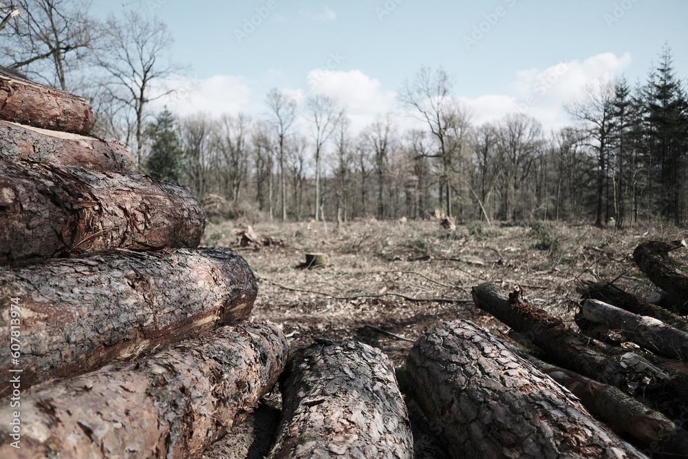 Holz Stapel im Wald nach Rodungsarbeiten