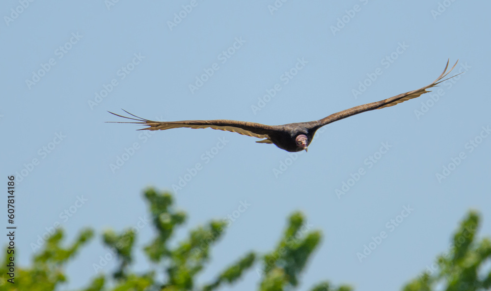 Turkey vulture in flight