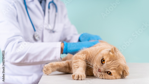 Cute scottish fold cat being examined by a pet doctor. Veterinary concept. Veterinary clinic, vet care, animal hospital banner. chipping animals. Pet check and vaccination