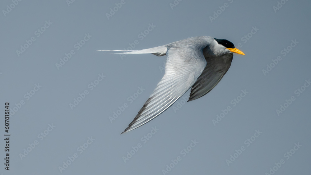 The Indian river tern or river tern (Sterna aurantia) The Indian river tern or river tern (Sterna aurantia)