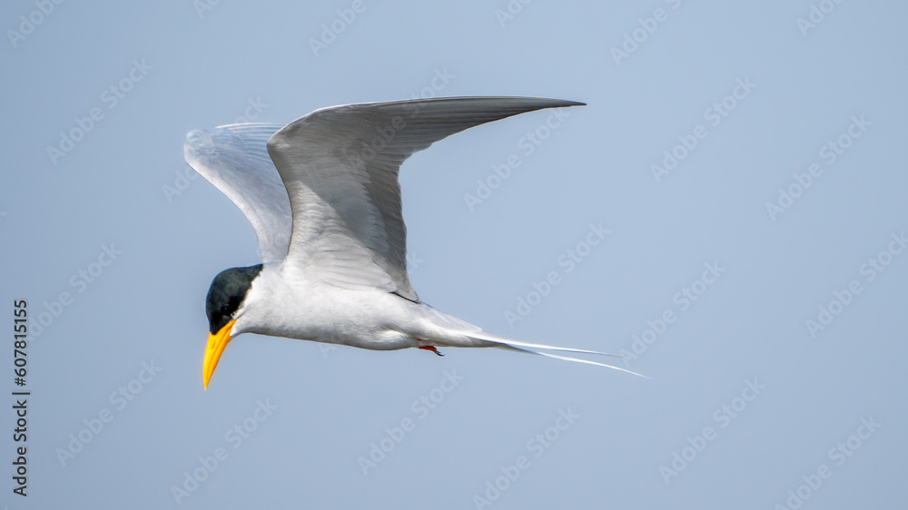 The Indian river tern or river tern (Sterna aurantia) The Indian river tern or river tern (Sterna aurantia)