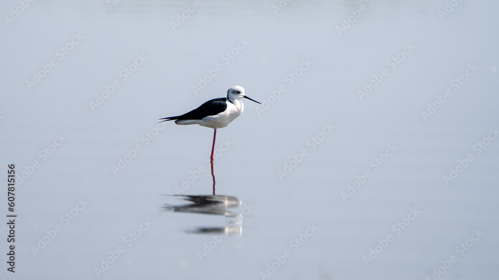The black-winged stilt (Himantopus himantopus) The black-winged stilt (Himantopus himantopus)