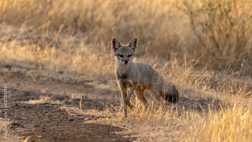 Bengal fox (Vulpes bengalensis), also known as the Indian fox Bengal fox (Vulpes bengalensis), also known as the Indian fox