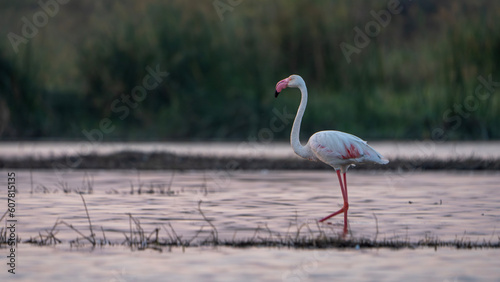 The greater flamingo  Phoenicopterus roseus 