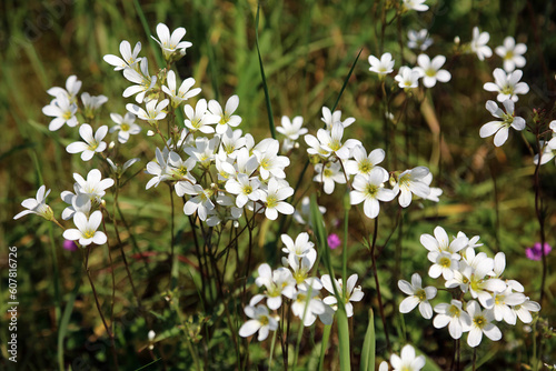 Sunlit Meadow Saxifrage blooms, Derbyshire England
 #607816726