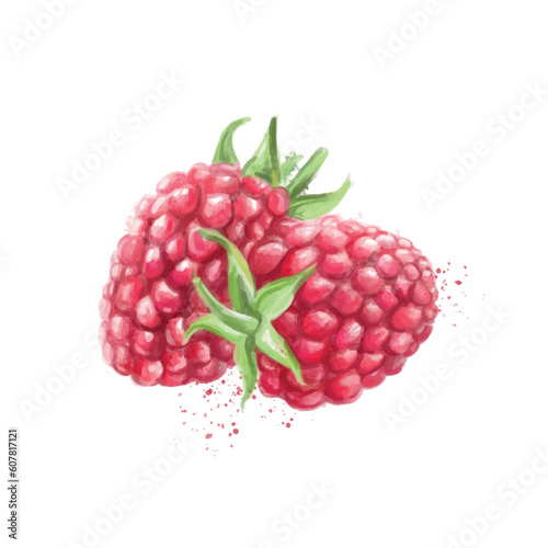 Ripe drawn raspberries on white background