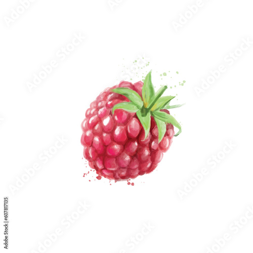 Ripe drawn raspberry on white background