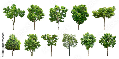 Collection Trees and bonsai green leaves. total 11 trees. The Ratchaphruek tree is blooming bright yellow.  png 