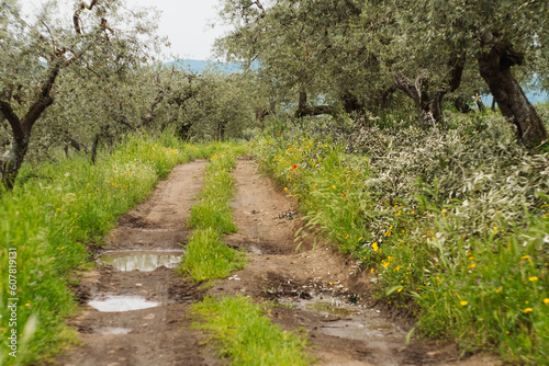 Obraz na płótnie Rain in the olive grove and olive tree branch cut season in Basilicata Italy w salonie