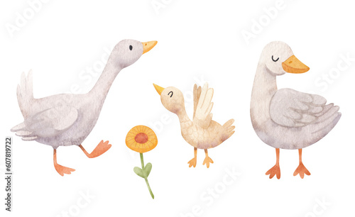 Watercolor family of three white geese. Hand drawn watercolor children's illustration. Сute farm birds, domestic pet.