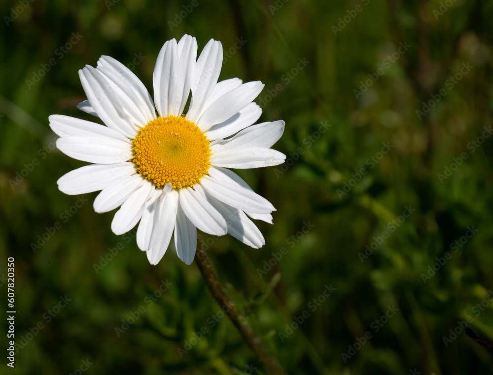 Fototapeta premium Daisy flower, daisies close view floral background. Single flower