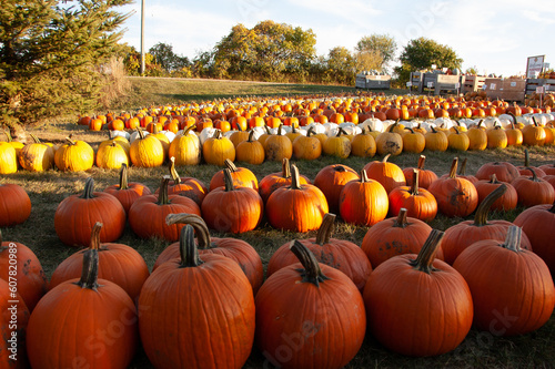Pumpkin Patch in Fall with orange, white, and yellow pumpkins
