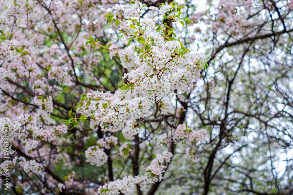 Cherry Blossoms or Sakura flowers in full bloom in spring/ Spring flowers Cherry Blossoms or Sakura flowers in full bloom in spring/ Spring flowers