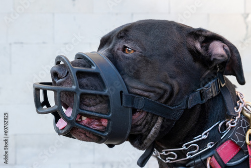 Pit bull terrier in black muzzle photo