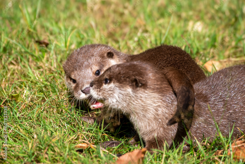 Lutra lutra, Fischotter beim Spiel mit Geschwistern Lutra lutra, Fischotter beim Spiel mit Geschwistern