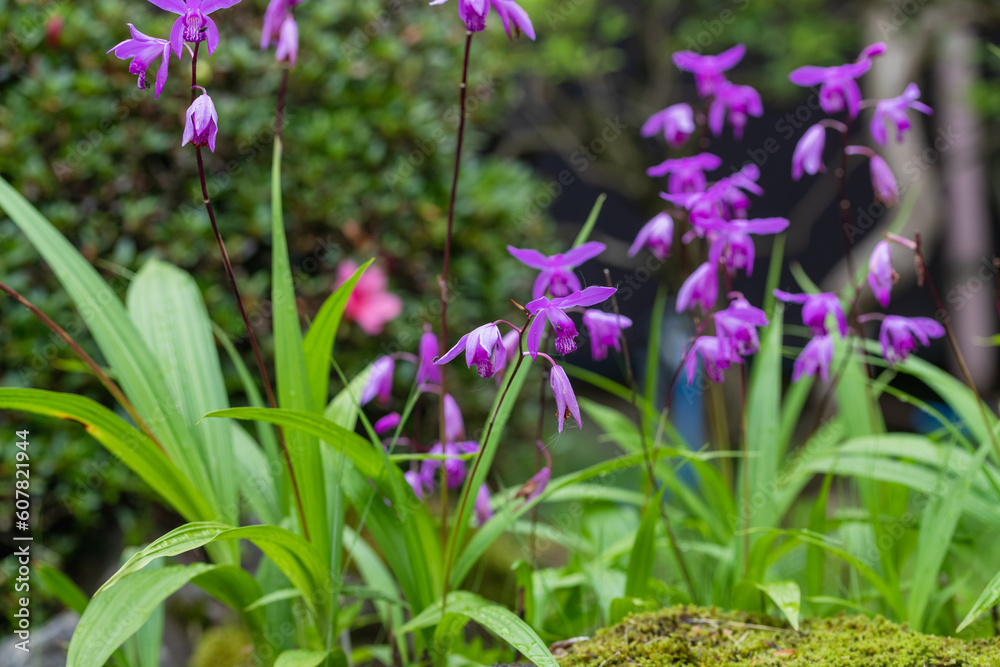 庭にさく紫蘭
