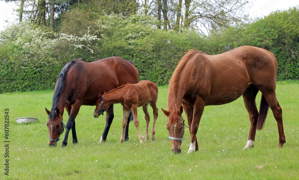 Two horses and foal, Nottinghamshire, England
