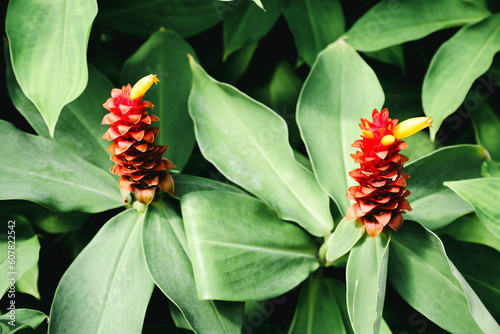 Flowering bushes costus barbatus in the botanical garden.