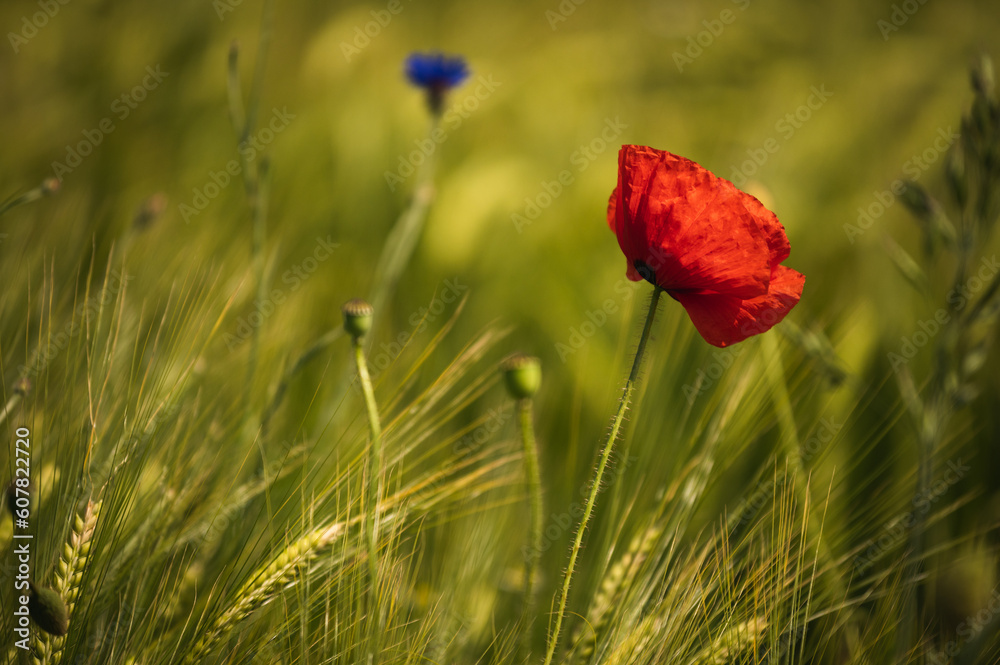Roter Mohn blüht im Weizenfeld Roter Mohn blüht im Weizenfeld