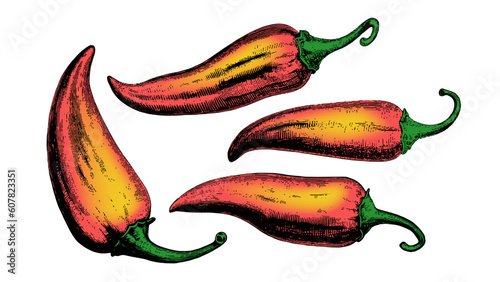 Hand drawn engraving style pepper chilli illustration pack. Vintage hatching vector color image.