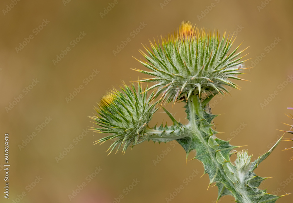 The beautiful milk thistle flower in the field, close up. Herbal Remedy Silybum marianum, St. Mary's Thistle, Scotch Milk Thistle, Mary's Thistle, Cardus marianus flower The beautiful milk thistle flower in the field, close up. Herbal Remedy Silybum marianum, St. Mary's Thistle, Scotch Milk Thistle, Mary's Thistle, Cardus marianus flower