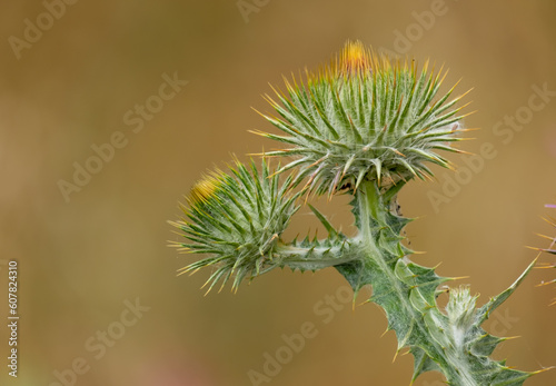 The beautiful milk thistle flower in the field, close up. Herbal Remedy Silybum marianum, St. Mary's Thistle, Scotch Milk Thistle, Mary's Thistle, Cardus marianus flower