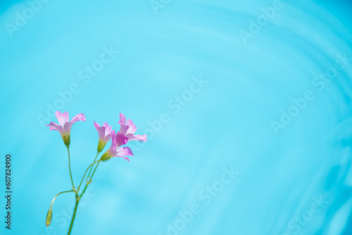 ピンクの小さな花