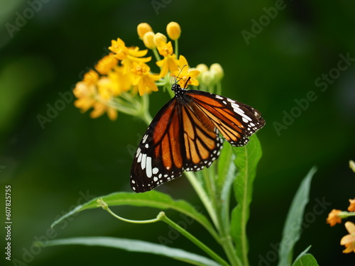 Close-up photo of an orange butterfly perched on a yellow flower © Takan