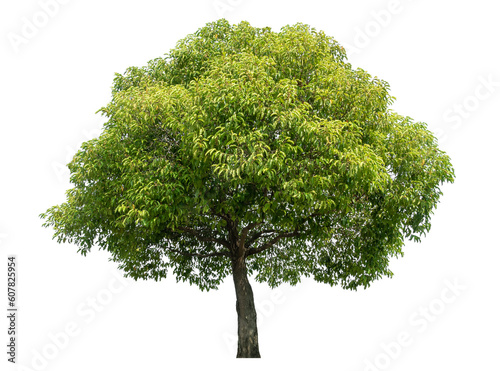 фотографія Green tree isolated on transparent background with clipping path and alpha channel