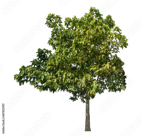 Green tree isolated on transparent background with clipping path and alpha channel.