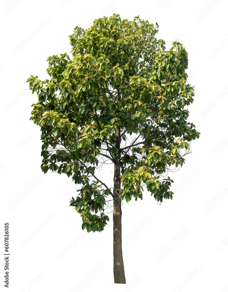 Fototapeta premium Green tree isolated on transparent background with clipping path and alpha channel.