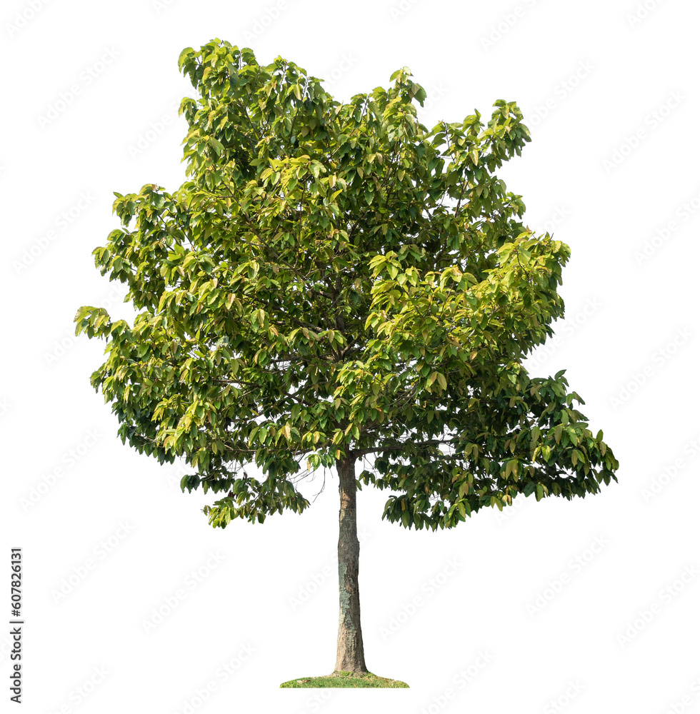Green tree isolated on transparent background with clipping path and alpha channel. Green tree isolated on transparent background with clipping path and alpha channel.
