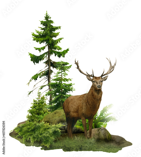 Wild forest landscape with a deer, trees (spruces), junipers and rocks hand drawn in watercolor. Watercolor illustration.	