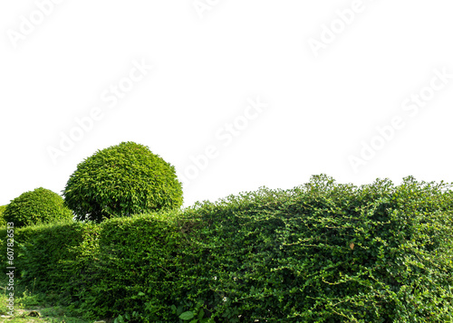 Bush isolated on transparent background with clipping path and alpha channel.