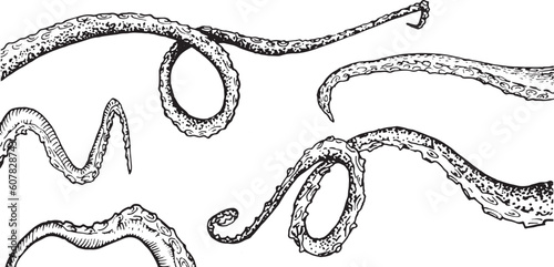 engraved octopus squid tentacle vintage graphic set 