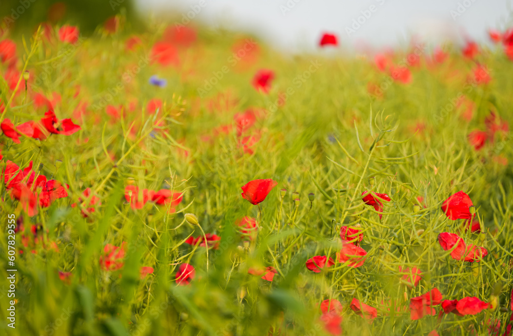 Selective focus close up photo with a beautiful red poppy field landscape. Spring nature flowers. Selective focus close up photo with a beautiful red poppy field landscape. Spring nature flowers.