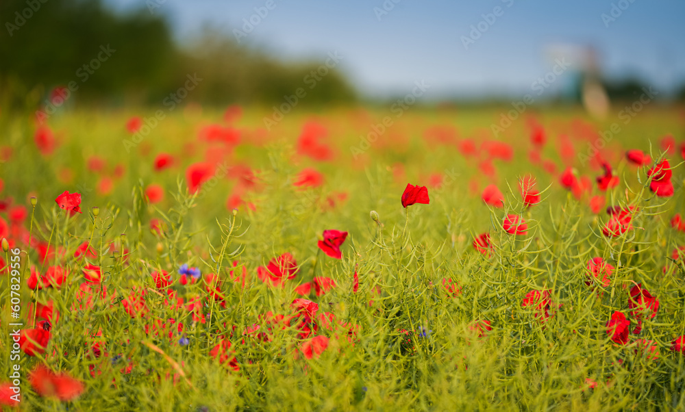 Selective focus close up photo with a beautiful red poppy field landscape. Spring nature flowers. Selective focus close up photo with a beautiful red poppy field landscape. Spring nature flowers.