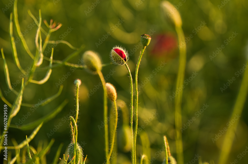 Obraz premium Close up photo with a blooming red poppy flower in a meadow field. Poppy plants landscape.