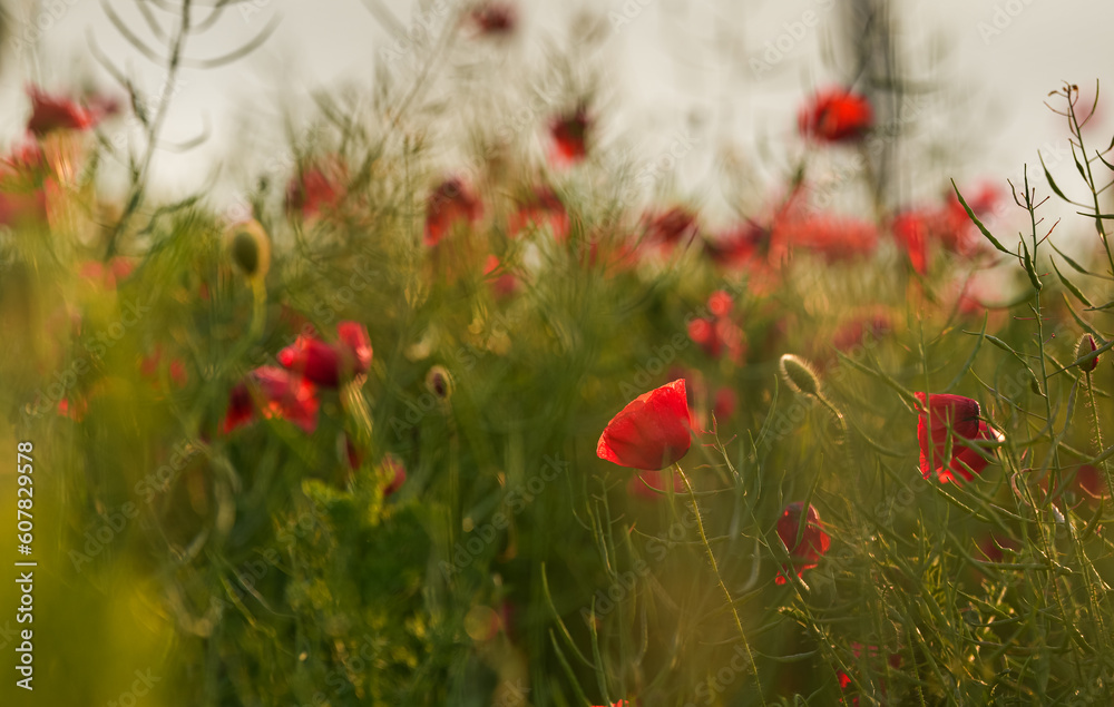 Fototapeta premium Selective focus close up photo with a beautiful red poppy field landscape. Spring nature flowers.