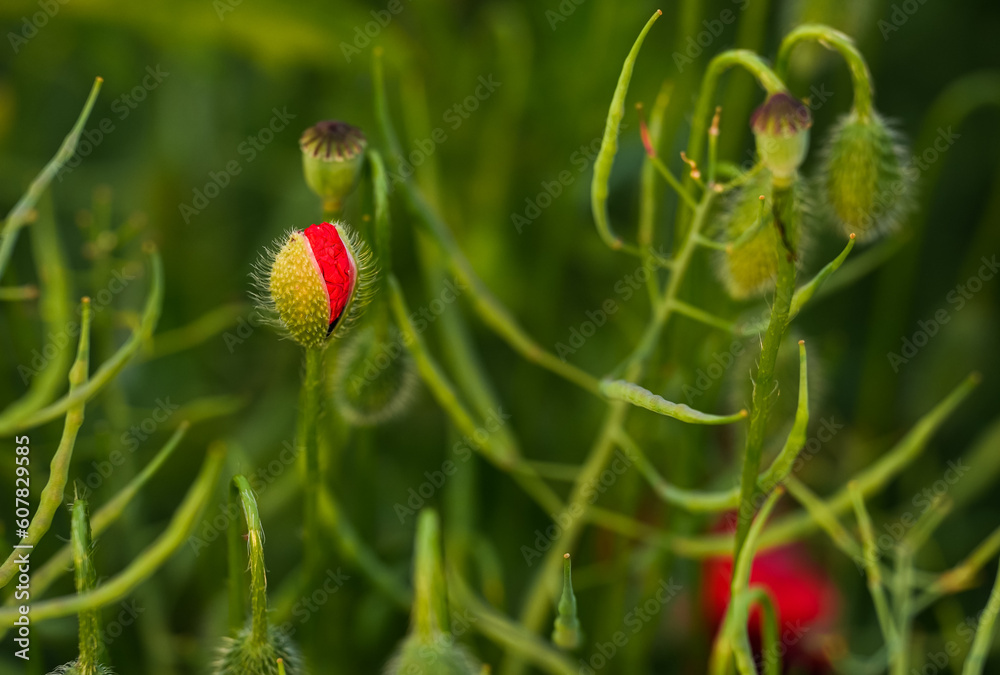 Obraz premium Close up photo with a blooming red poppy flower in a meadow field. Poppy plants landscape.