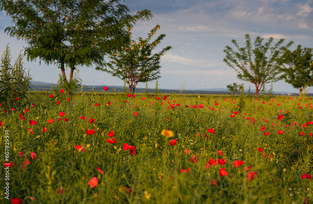 Selective focus close up photo with a beautiful red poppy field landscape. Spring nature flowers. Selective focus close up photo with a beautiful red poppy field landscape. Spring nature flowers.