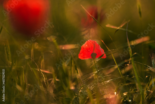 Close up photo with a beautiful red poppy field landscape. Spring nature flowers.