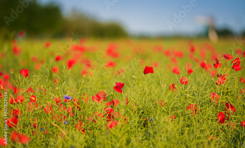 Selective focus close up photo with a beautiful red poppy field landscape. Spring nature flowers.
