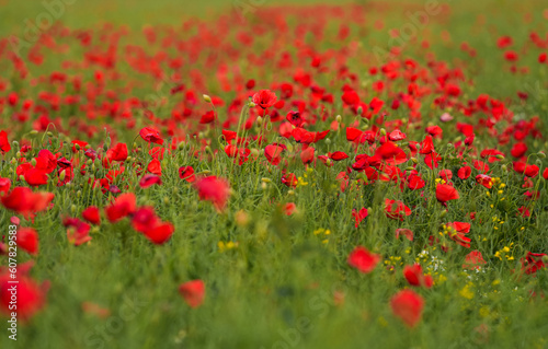 Selective focus close up photo with a beautiful red poppy field landscape. Spring nature flowers.