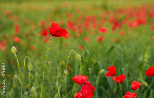 Close up photo with a beautiful red poppy field landscape. Spring nature flowers.