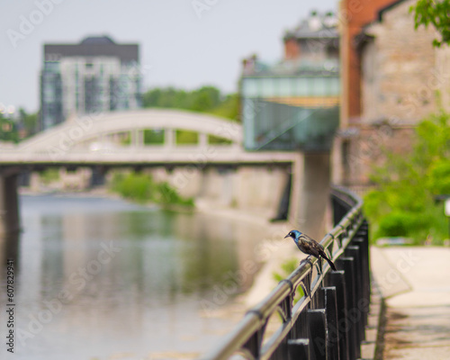 bridge over the river with starling