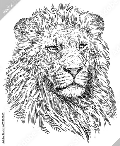 Vintage engraving isolated lion king set illustration ink sketch. Africa wild cat background animal silhouette art. Black and white hand drawn image