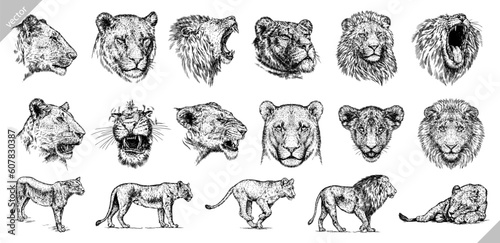 Vintage engraving isolated lion king set illustration ink sketch. Africa wild cat background animal silhouette art. Black and white hand drawn image